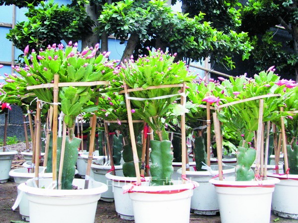 深圳办公室出租服务装修可摆放的绿色植物推荐
